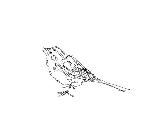 570x456 Bird Art Giclee Print Sparrow Songbird Line Drawing Etsy - Sparrow Line Drawing