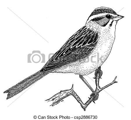 450x410 clay colored sparrow - Sparrow Line Drawing