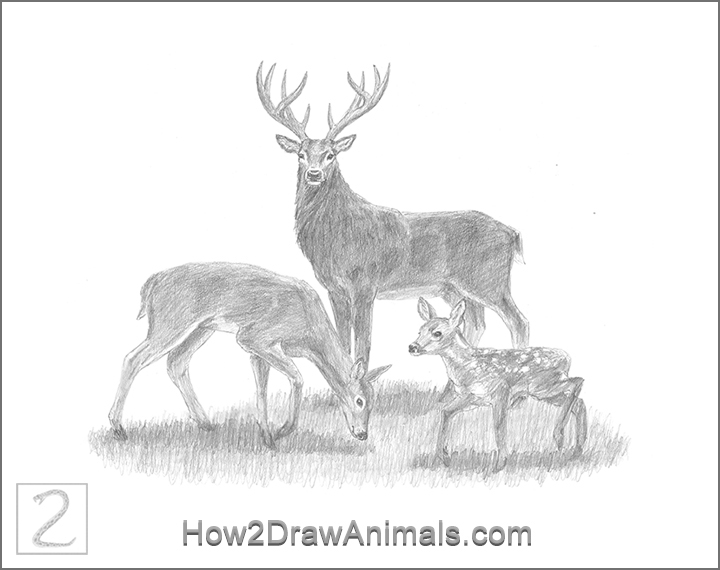 720x570 special deer family drawing - Special Drawing