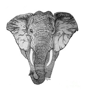 281x300 Endangered Species Drawings Fine Art America - Species Drawing