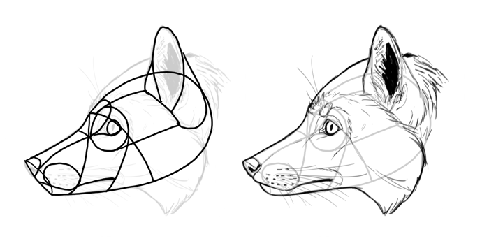 700x355 How To Draw A Fox Step - Species Drawing