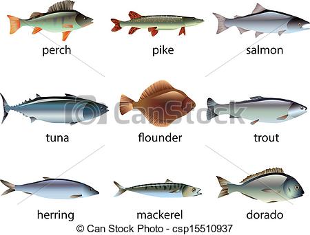 450x342 popular species of fish vector set popular species of fish photo - Species Drawing