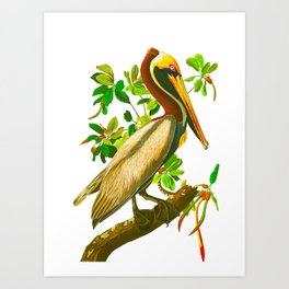 264x264 Species Drawing Art Prints - Species Drawing