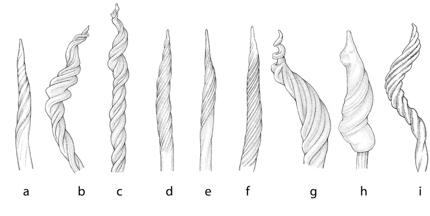 850x427 Drawings Of Sperm Cell Heads Of Nine Species Of Pulmonata - Sperm Drawing