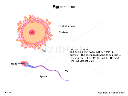 500x375 Egg And Sperm Illustrations - Sperm Drawing