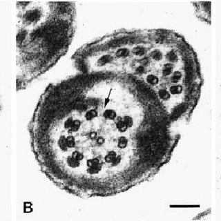 320x320 First Drawing Of Spermatozoa Made - Sperm Drawing