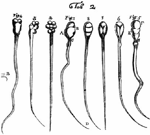 487x437 First Drawing Of Spermatozoa Made - Sperm Drawing