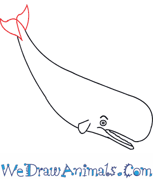 300x350 How To Draw A Sperm Whale - Sperm Drawing