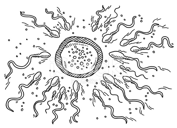 605x440 sperm ovum beginning of life drawing stock vector - Sperm Drawing