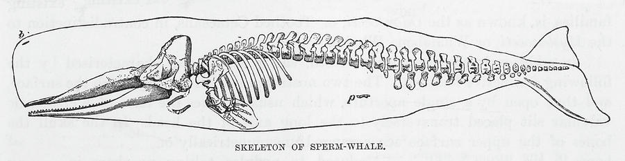 900x233 The Skeleton Of A Sperm Whale Drawing - Sperm Drawing