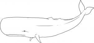 302x139 how to draw a sperm whale step whale whale drawing, whale - Sperm Drawing