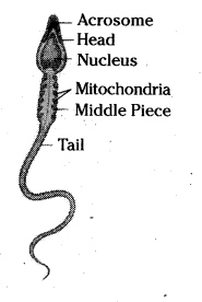 185x276 Draw And Label The Diagram Of Human Sperm Cell - Sperm Drawing