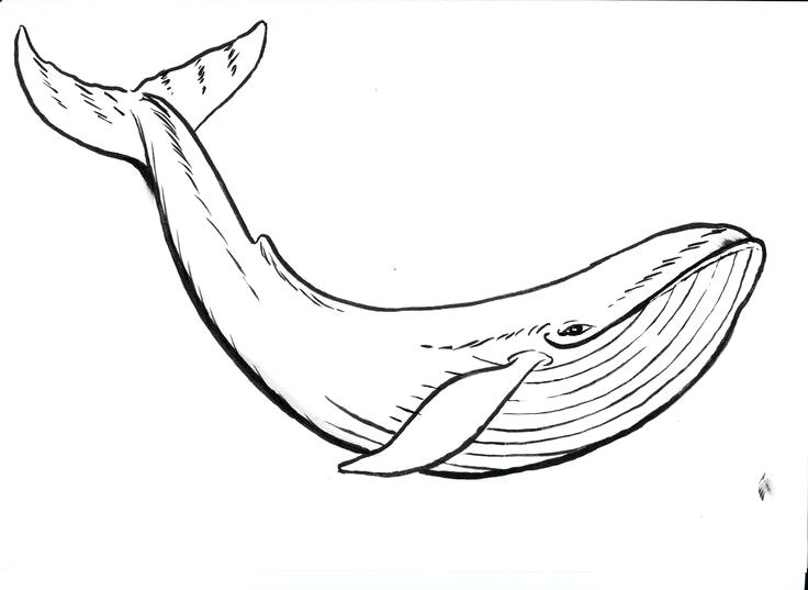 Sperm Whale Drawing