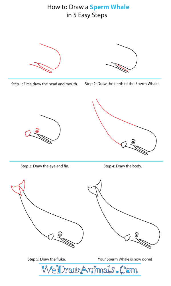 600x1000 How To Draw A Sperm Whale - Sperm Whale Drawing