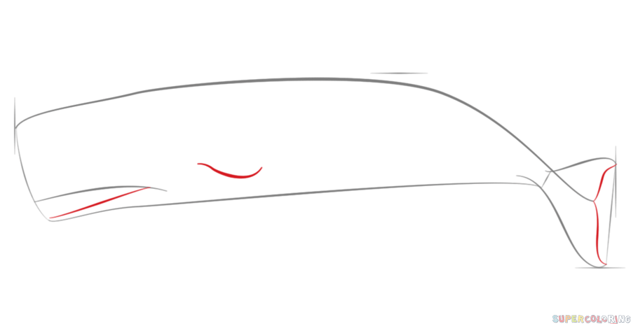 900x463 How To Draw A Sperm Whale Draw Tutorials - Sperm Whale Drawing
