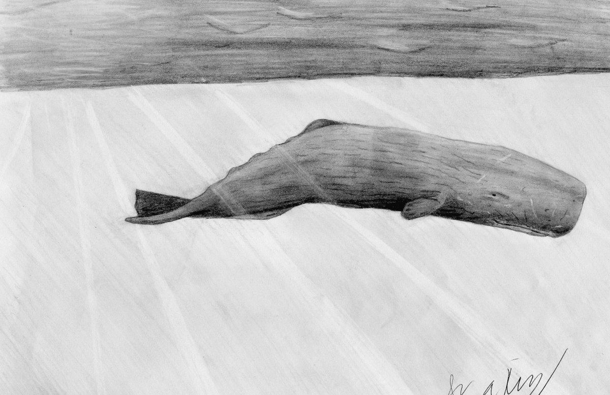 1200x778  - Sperm Whale Drawing