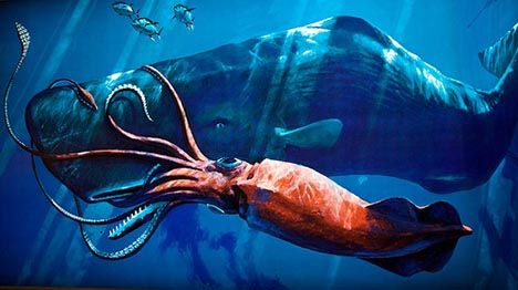 468x262 Moby Dick More Than A Book Sperm Whales Might Have Individual - Sperm Whale Drawing