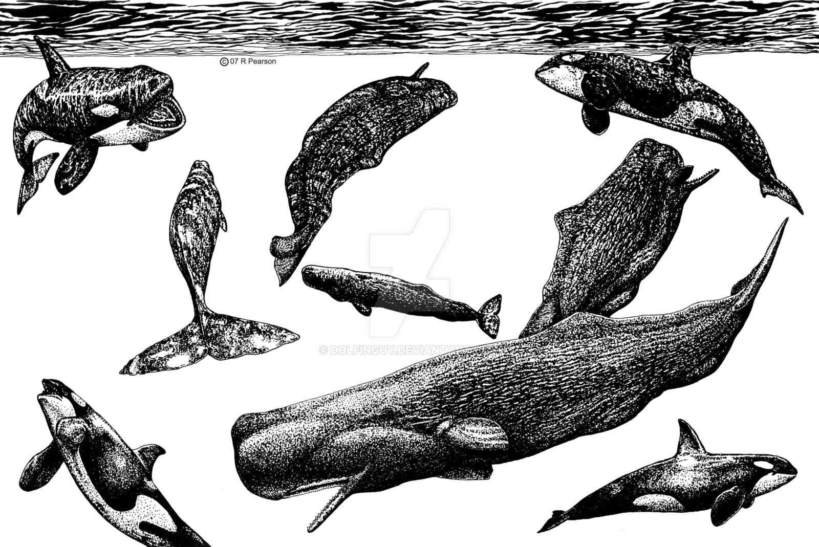 1600x1069 orcas attacking sperm whales - Sperm Whale Drawing