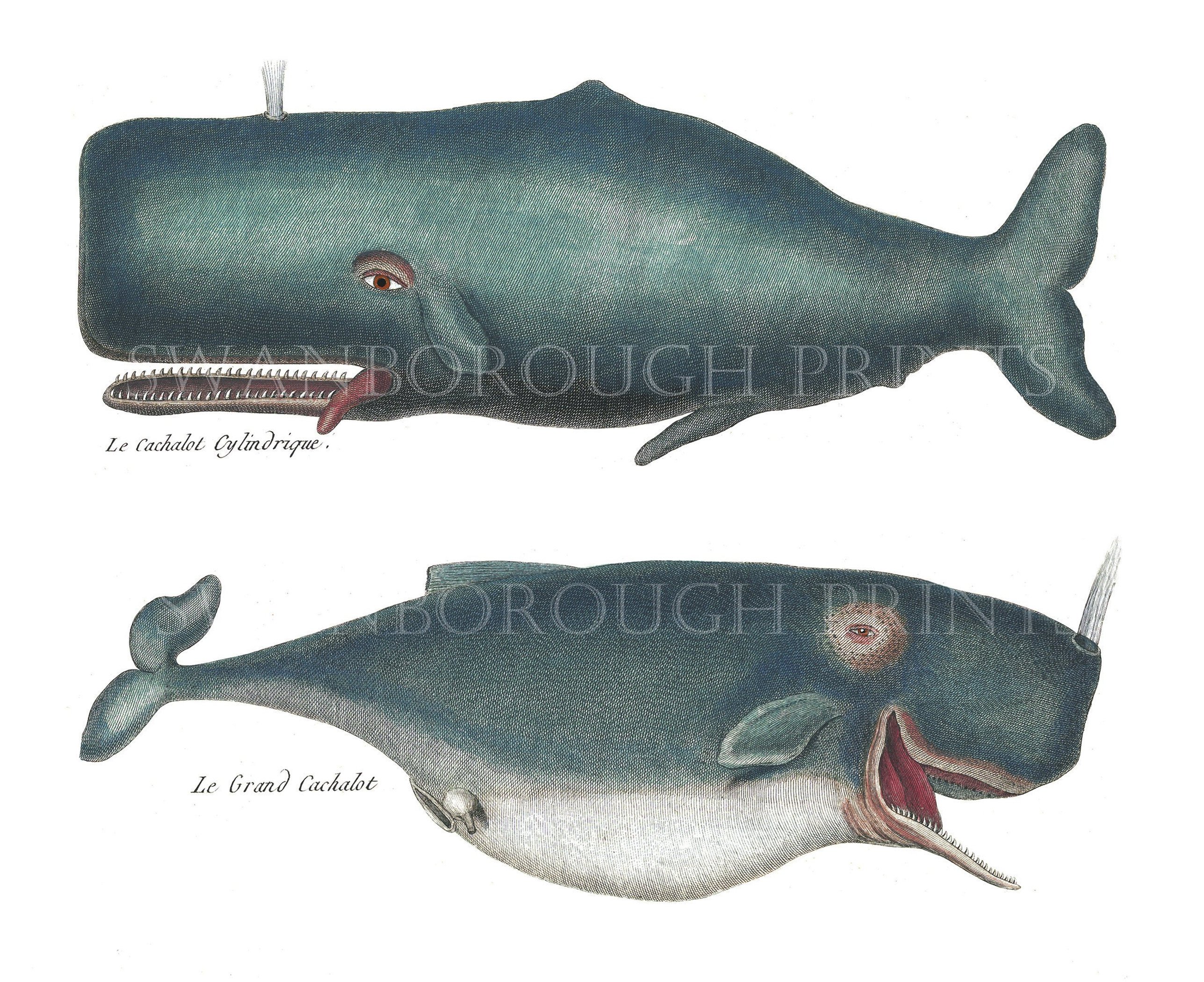 2577x2102 smiling whale print sperm whale drawing humpback whale etsy - Sperm Whale Drawing