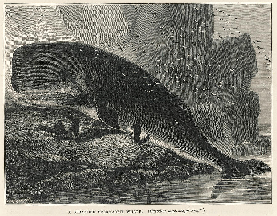 900x703 A Sperm Whale Catodon Macrocephalus Drawing - Sperm Whale Drawing