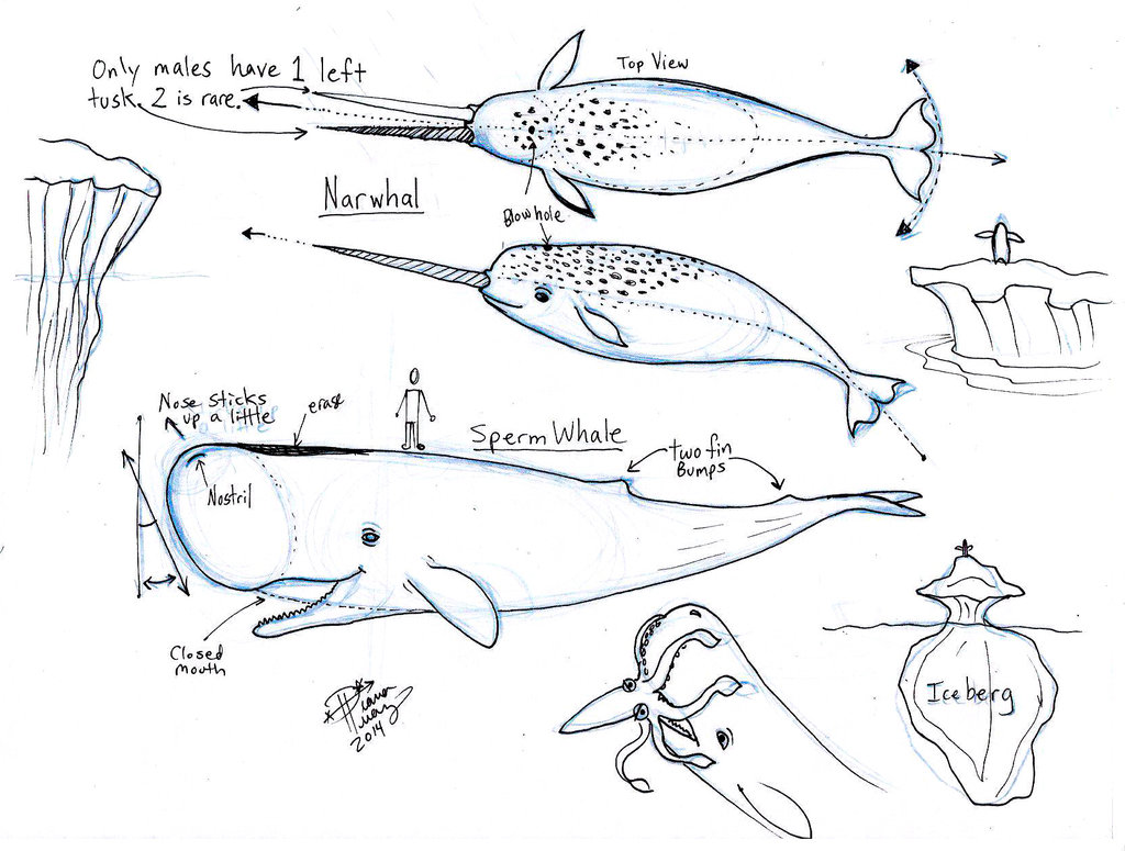 1024x775 Sperm Whale Drawing - Sperm Whale Drawing