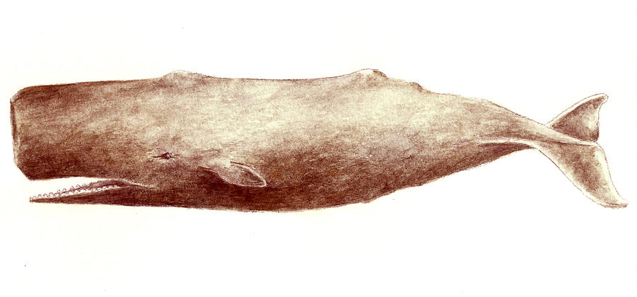 900x420 Sperm Whale Painting - Sperm Whale Drawing