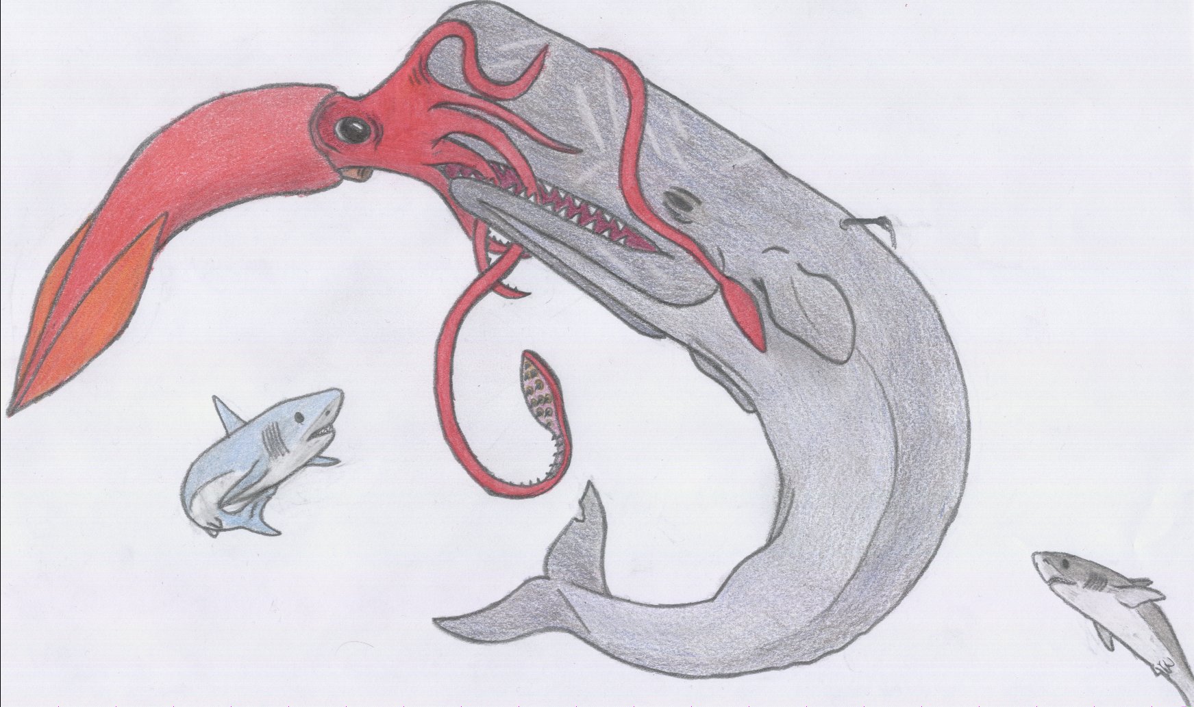 1743x1033 Sperm Whale Vs Giant Squid Drawing - Sperm Whale Drawing