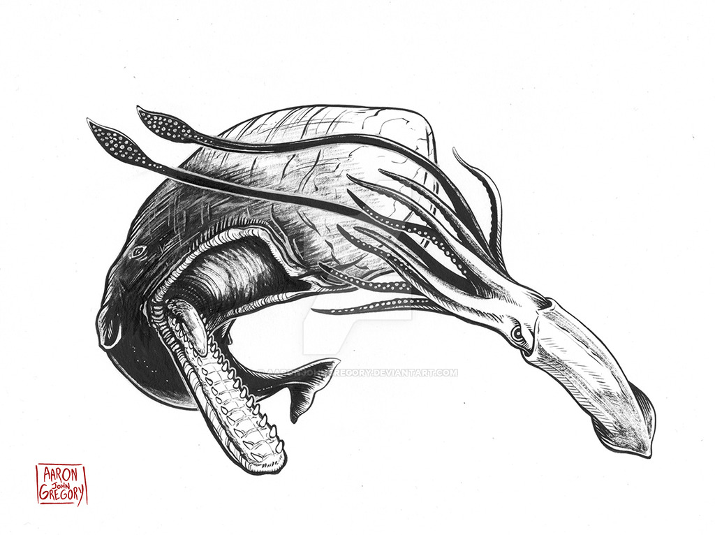 1024x766 Sperm Whale Vs Giant Squid - Sperm Whale Drawing