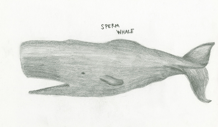 700x410 Sperm Whale - Sperm Whale Drawing