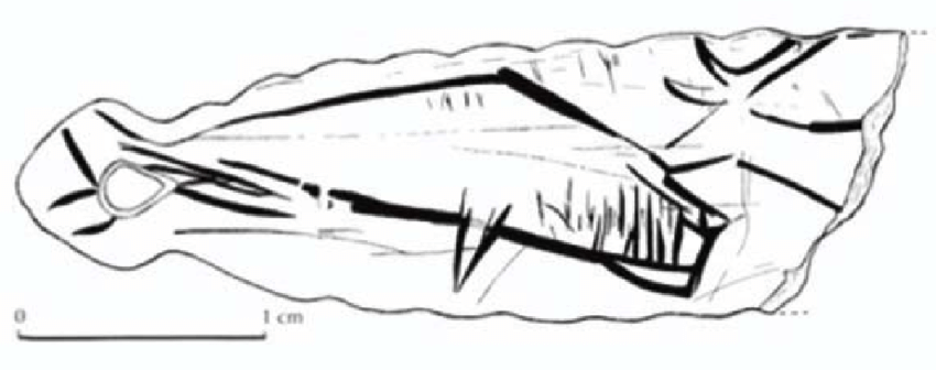 850x336 A Sperm Whale - Sperm Whale Drawing