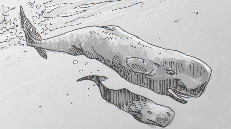 808x454 sperm whale sounds suggest dialects and culture a new biology - Sperm Whale Drawing