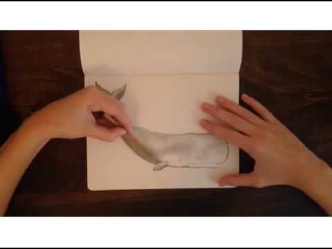 480x360 Time Lapse Drawing - Sperm Whale Drawing
