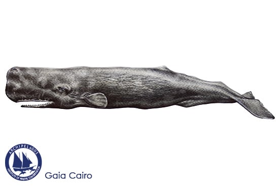 550x367 Whales - Sperm Whale Drawing