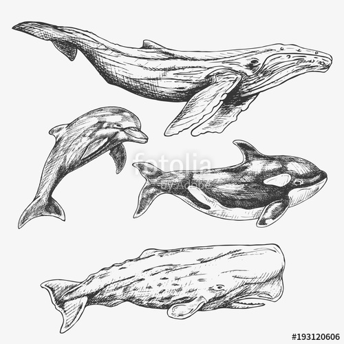 500x500 whales set hand drawn illustration humpback whale, killer whale - Sperm Whale Drawing