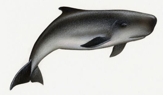 530x311 aquarium of the pacific online learning center pygmy sperm whale - Sperm Whale Drawing
