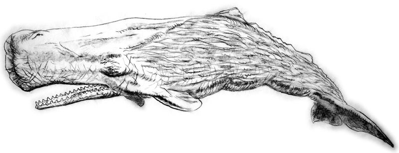 800x307 drawing of sperm whale whales in whale tattoos, whale art - Sperm Whale Drawing