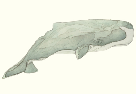 460x320 elsewhere i'd forgotten how much i loved drawing whales - Sperm Whale Drawing