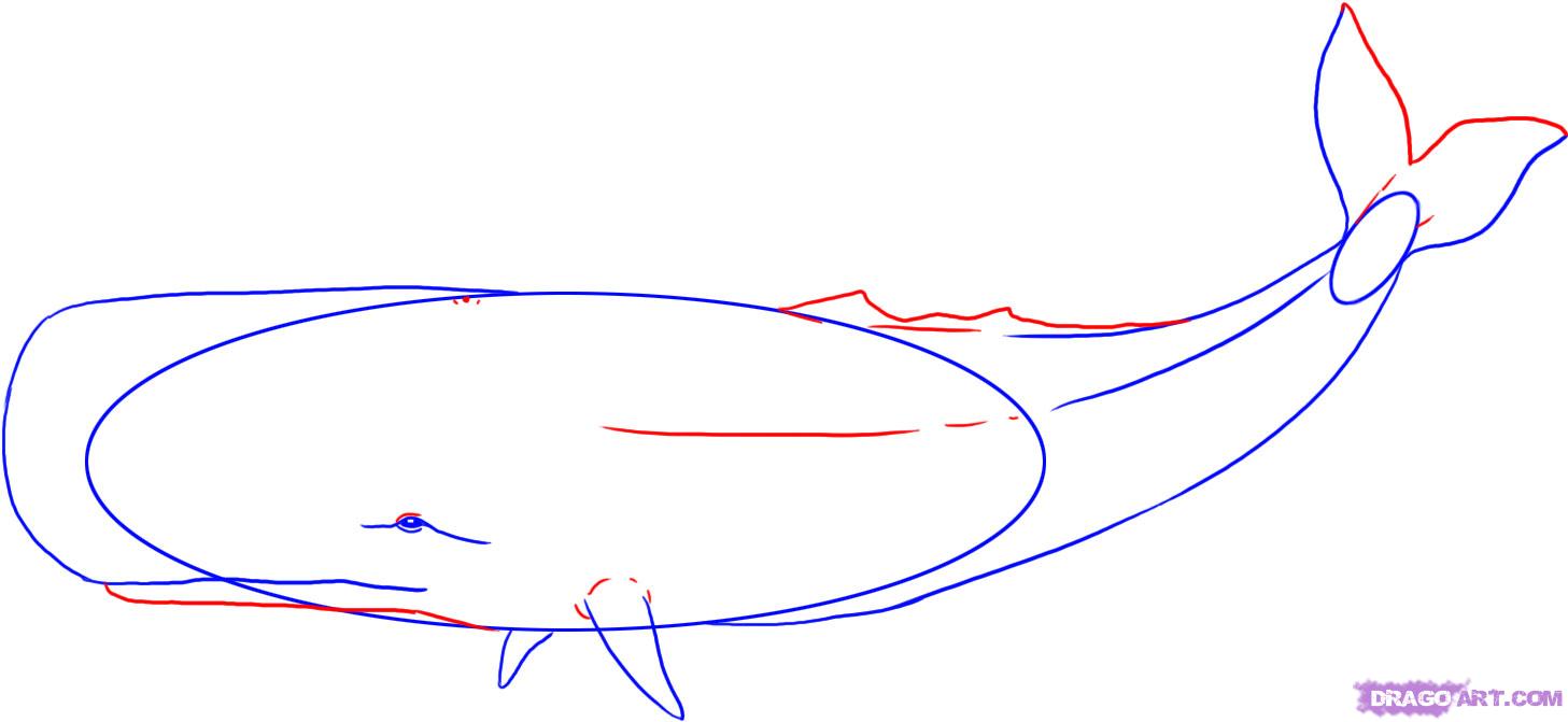 Sperm Whale Drawing at PaintingValley.com | Explore collection of Sperm ...