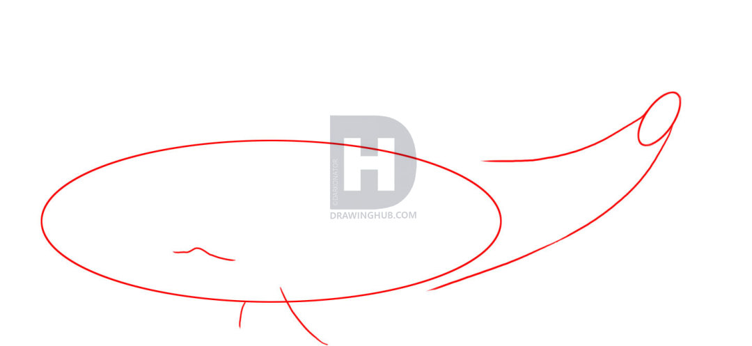 1080x497 How To Draw A Sperm Whale, Step - Sperm Whale Line Drawing