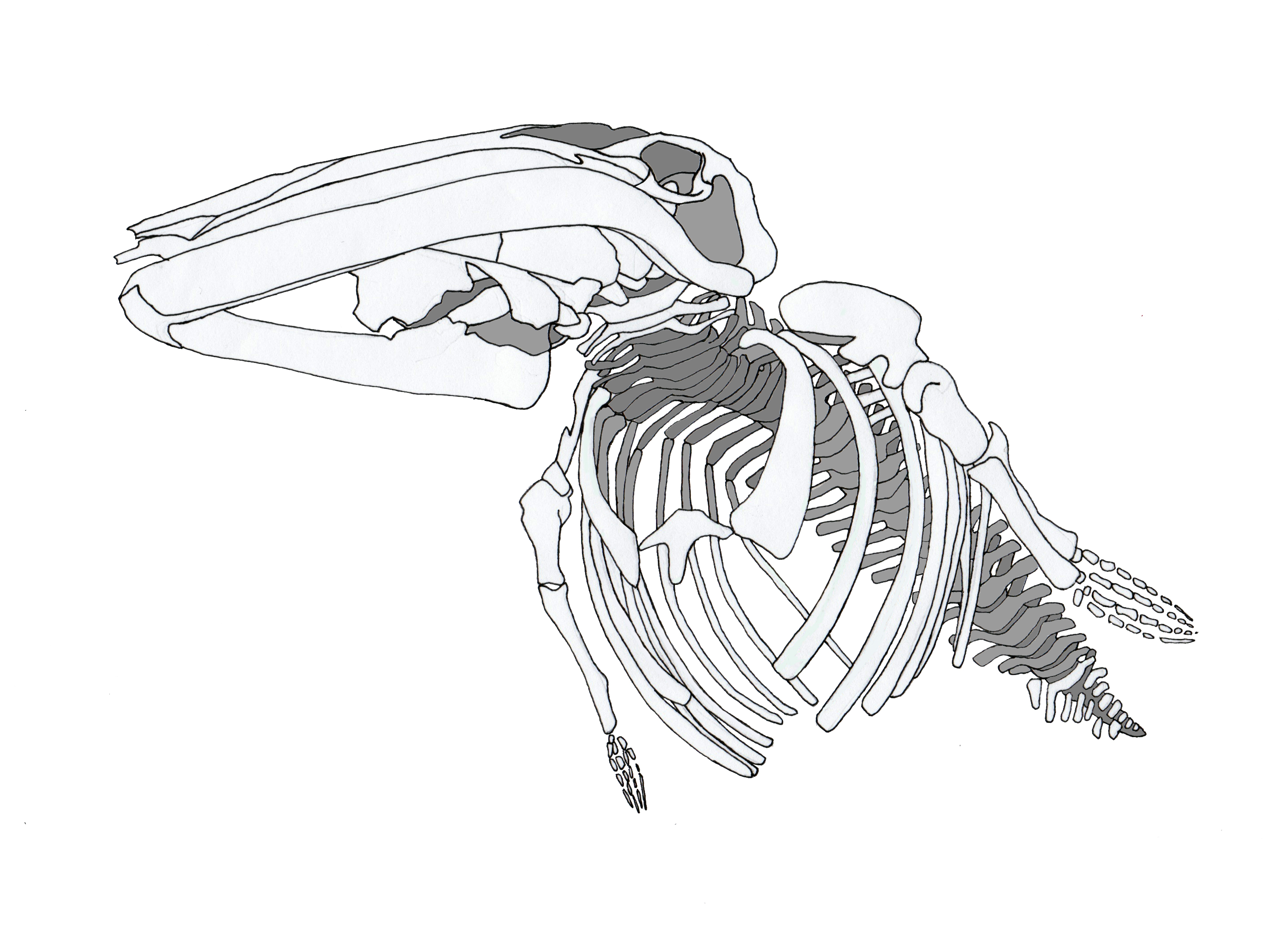 2886x2083 june once in a whale - Sperm Whale Line Drawing