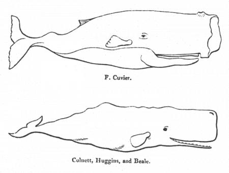 450x340 Sperm Whale Cliparts - Sperm Whale Line Drawing