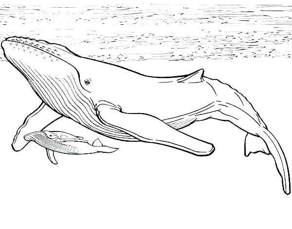 600x472 Sperm Whale Coloring - Sperm Whale Line Drawing