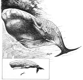 Sperm Whale Line Drawing at PaintingValley.com | Explore collection of ...