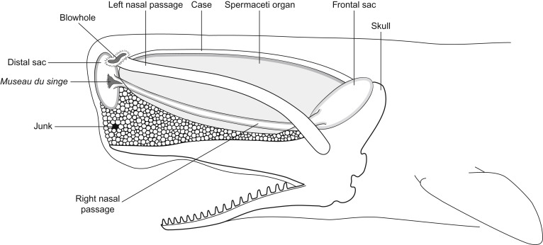 766x346 Sperm Whale Physeter Macrocephalus - Sperm Whale Line Drawing