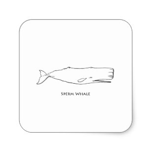 307x307 Sperm Whales Stickers Zazzle Au - Sperm Whale Line Drawing