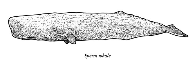 672x240 Sperm Whale Illustration, Drawing, Engraving, Ink, Line Art - Sperm Whale Line Drawing