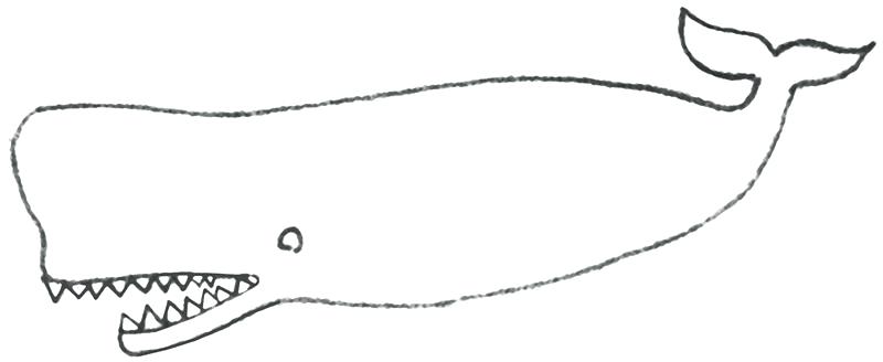 800x328 Sperm Whale Coloring Page - Sperm Whale Line Drawing