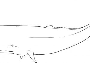300x210 Drawing Of Whales Whale Line Drawing At Getdrawings Free - Sperm Whale Line Drawing