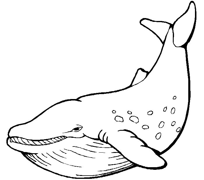 700x618 Freehand Drawn Black And White Cartoon Whale Spouting Water - Sperm Whale Line Drawing