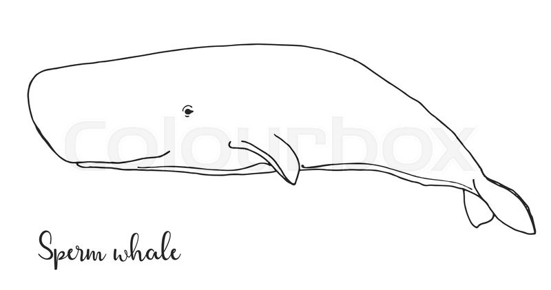 800x421 Hand Drawn Sperm Whale Vector Stock Vector Colourbox - Sperm Whale Line Drawing